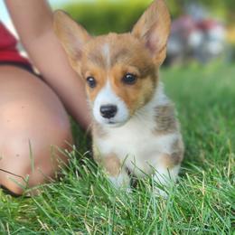 Birch - Sable male Pembroke Welsh Corgi puppy in Sidney, Ohio from Cozy Corgi Ranch