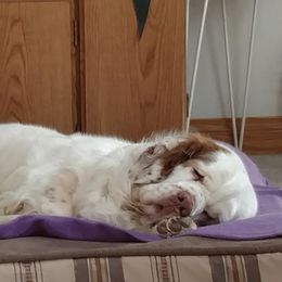 Clumber Spaniels and Golden Retrievers from Starshine Kennels