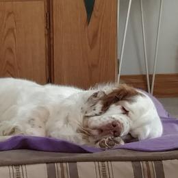 Clumber Spaniels and Golden Retrievers from Starshine Kennels