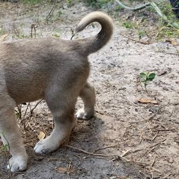 Anatolian Shepherd Dog Puppies from Sherry Brook Farm