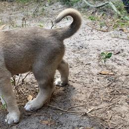 Anatolian Shepherd Dog Puppies from Sherry Brook Farm