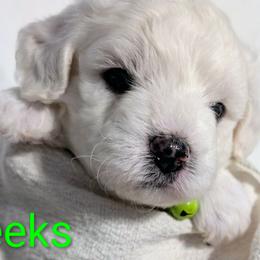 Boy 1 - White male Bichon Frise puppy in Towson, Maryland from Baltimore Bichons, Inc.