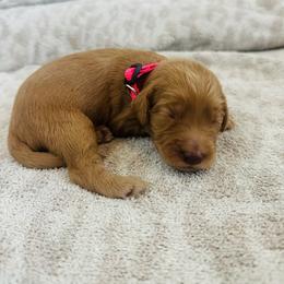Golden Mountain Doodle Puppies from Olive Grove Doodles