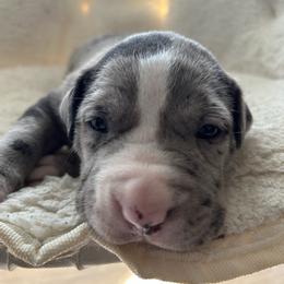Juno - Blue male American Pit Bull Terrier puppy in Frederick, Maryland from •Wyngate Pits•