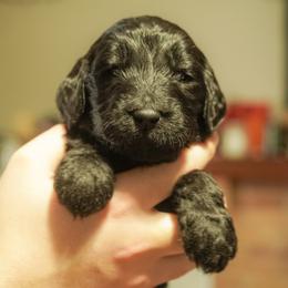 Vesper - Phantom male Goldendoodle puppy in Portsmouth, Virginia from Hopping Howlers Ranch