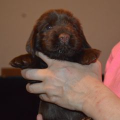 Boy 6 - male Field Spaniel puppy in Indianapolis, Indiana from Nautica Field Spaniels