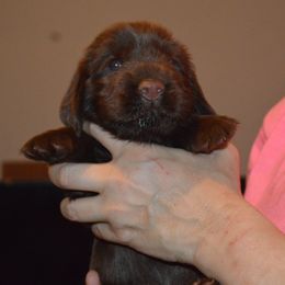 Boy 6 - male Field Spaniel puppy in Indianapolis, Indiana from Nautica Field Spaniels