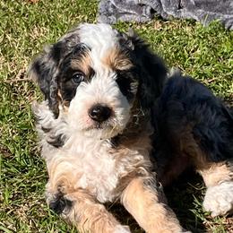 Cypress - Merle male Bernedoodle puppy in Waco, Texas from Hope Valley Doodles