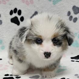 HALO - Blue merle and white male American Corgi puppy in Walker, Iowa from Double K Corgis