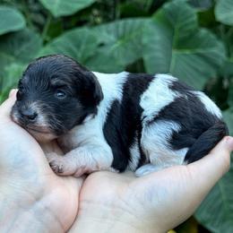 Gracie Mini ESA therapy lines possible blue eyes - Parti female Schnoodle puppy in Temple, Texas from Schnauzers Of Taylor