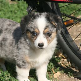Linus - Blue male Companion Cross puppy in Fairview, South Dakota from Dakota Toy Aussies