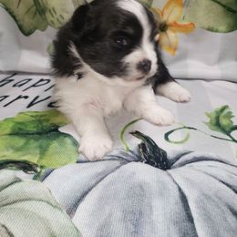 Genevieve - Black and tan parti female Pomeranian puppy in Weatherford, Texas from Jeweled Poms