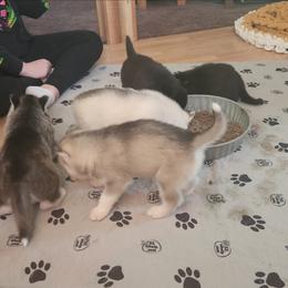 Siberian Husky Puppies from Spirit of the Moon Siberians