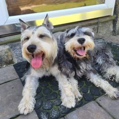 Miniature Schnauzer All Grown Up from Schnauzy Pawz