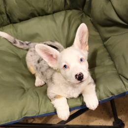 Akita, American Corgi, Cardigan Welsh Corgi, and Great Pyrenees Puppies from WeVolution Off-Grid