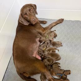 Green - Chocolate male Labrador Retriever puppy in Heath Springs, South Carolina from Rich Hill Retrievers