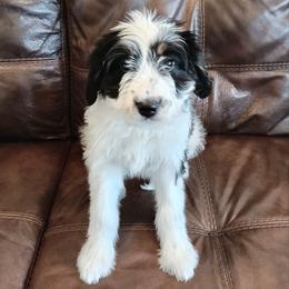 Leola - Black and white female Bernedoodle puppy in New Market, Virginia from Frosty & Ginger Co Home of Doodles