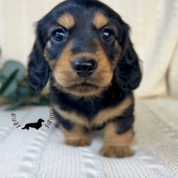 Black and tan - Black and tan female Dachshund puppy in Nampa, Idaho from Long_and_Low_Dachshunds