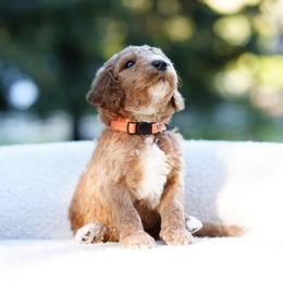 Archie - Red  male Goldendoodle puppy in Spokane, Washington from Puppy Love