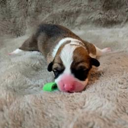 Green Collar Female - Red female Pembroke Welsh Corgi puppy in Tenino, Washington from LoneStar Corgis NW