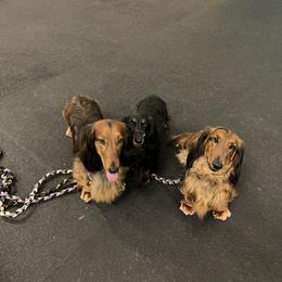 Dachshund All Grown Up from Von Raab Dachshunds