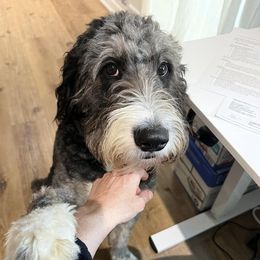 Bernedoodles from Bernedoodles of Atlanta