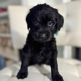 Orange girl - Black female Goldendoodle puppy in Valdese, North Carolina from Doodling All Day Goldendoodles