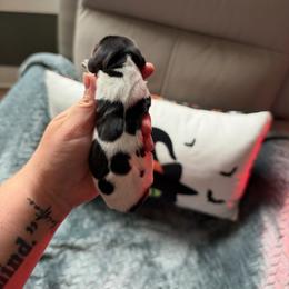 Piebald girl - Piebald female Dachshund puppy in Powell, Tennessee from Tall & Tiny TN k9s