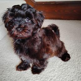Brownie - Black male Havanese puppy in Kinston, North Carolina from Court Jester Havanese and Prissy Diva Russian Salon Dogs