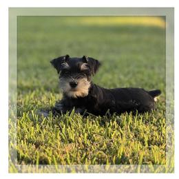 Border Collie and Miniature Schnauzer Puppies from Circle R Sidney