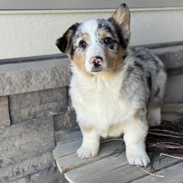 Harvest-White collar male - Blue merle and white male American Corgi puppy in Benjamin, Utah from Nuna’s  Corgis