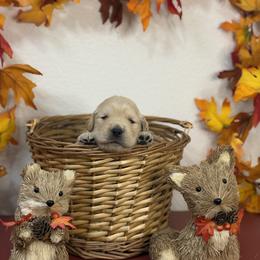 Girl 3 - female Golden Retriever puppy in Overton, Nevada from Sinfully Sweet Kennel