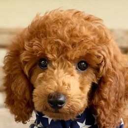 Lenny - Poodle