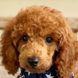 Lenny - Poodle