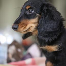 Dachshund Puppies from Olia Mirra