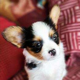 Gigi - White black and tan female Papillon puppy in Vass, North Carolina from North Carolina Papillions