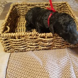 Poodle Puppies from Bear Cove Standard Poodles