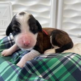 Shillelagh - Brown and white female Sheepadoodle puppy in Rocky Point, North Carolina from CelticDoods