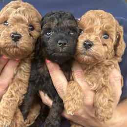 Border Collie and Poodle Puppies from Ross Vegas Kennels