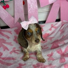 Angelica - Piebald female Dachshund puppy in Lake City, Florida from My Ditzy Doxies of Florida