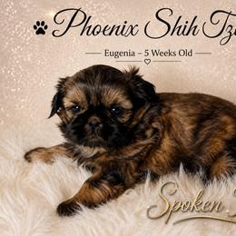Star - Gold female Shih Tzu puppy in Hayden, Idaho from Phoenix Shih Tzu
