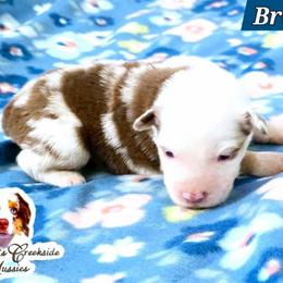 Bronte - Red merle male Miniature Australian Shepherd puppy in Punta Gorda, Florida from Christie's Creekside Aussies