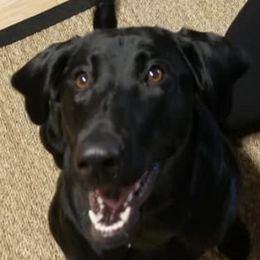 Labrador Retrievers from Peach's Pup Palace