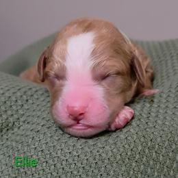 Ellie - Red  female Goldendoodle puppy in Hendersonville, Tennessee from Ben's Best Buddy Goldendoodles