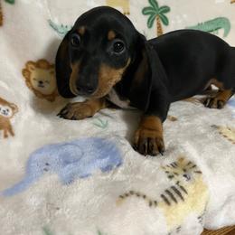 Rowdy - Black and tan male Dachshund puppy in Springfield, Tennessee from Savannah’s Doxie Palace