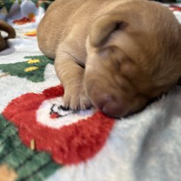 Female-2 - Yellow female Labrador Retriever puppy in Newport, North Carolina from AKS’s Water Bound Retrievers