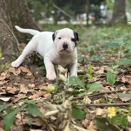 Lily - White female American Bulldog puppy in Pace, Florida from Genesis American Bulldogs