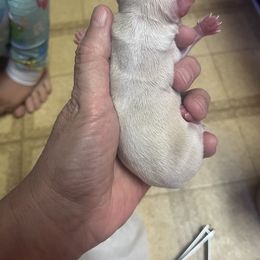 Chihuahua Puppies from Tammy's Chihuahuas