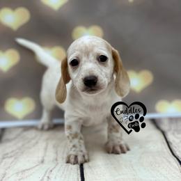 Tucker - Cream male Dachshund puppy in Nashville, Arkansas from Cuddles n Curls