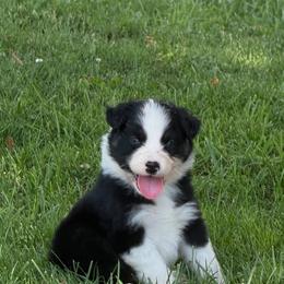 Cosmo - Black tri-color male Australian Shepherd puppy in Bethlehem, Connecticut from Montanna Sage LLC